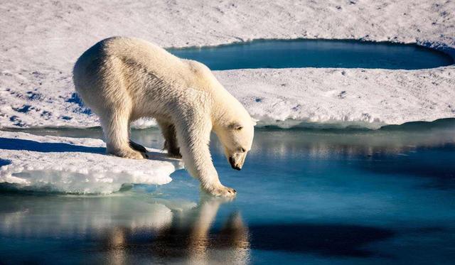 北极有哪些动物，北极有动物有哪些？