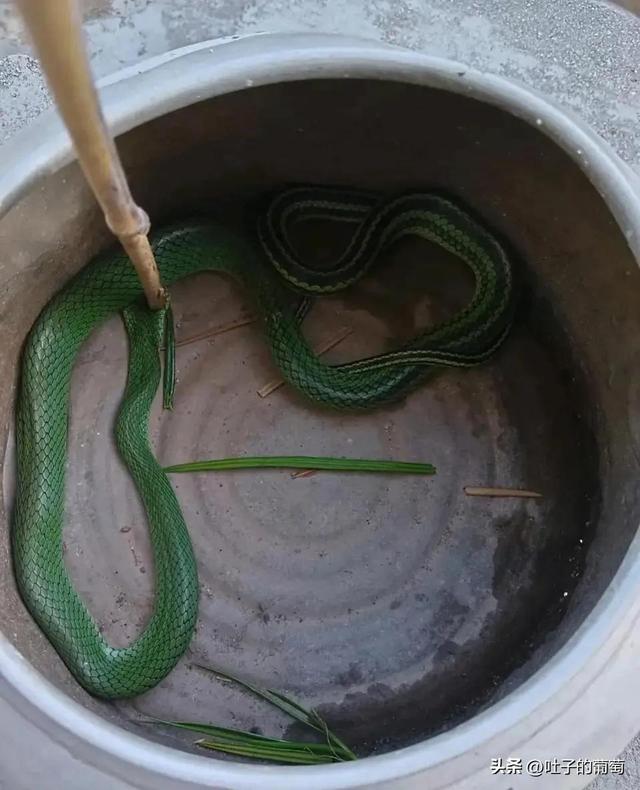 绿色的蛇叫什么蛇，脖子红色身体绿色的蛇叫什么蛇？