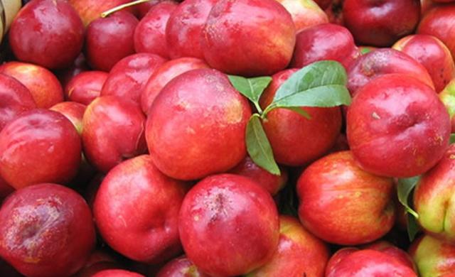 桃子的品种有哪些品种叫什么名字呢，桃子的品种有哪些品种叫什么名字呢图片？