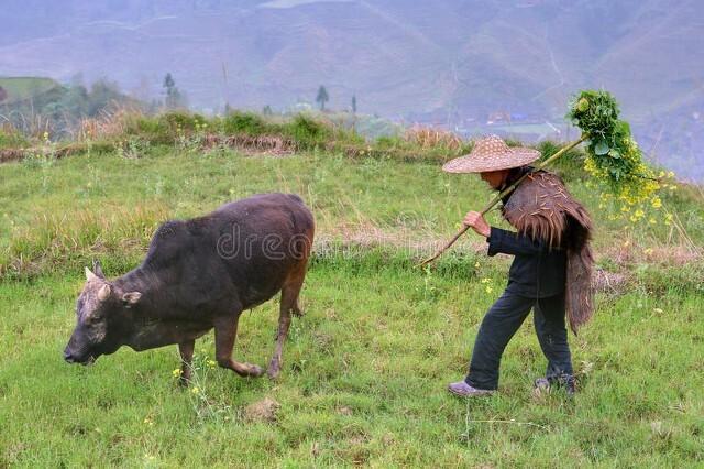 中国牛品种，中国牛品种排名？