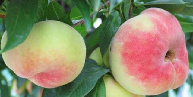 桃子的品种有哪些品种叫什么名字呢，桃子的品种有哪些品种叫什么名字呢图片？