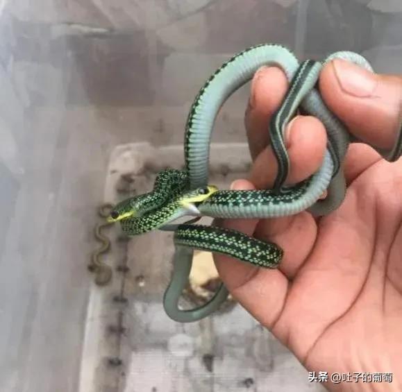 绿色的蛇叫什么蛇，脖子红色身体绿色的蛇叫什么蛇？